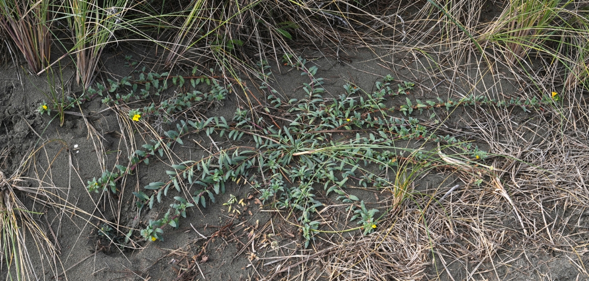 Camissoniopsis cheiranthifolia ssp. cheiranthifolia