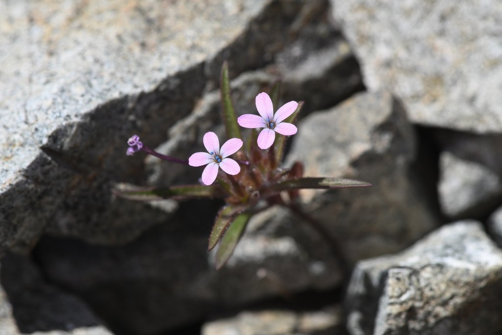 Collomia tracyi