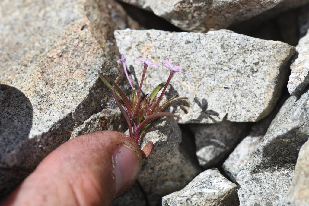 Collomia tracyi