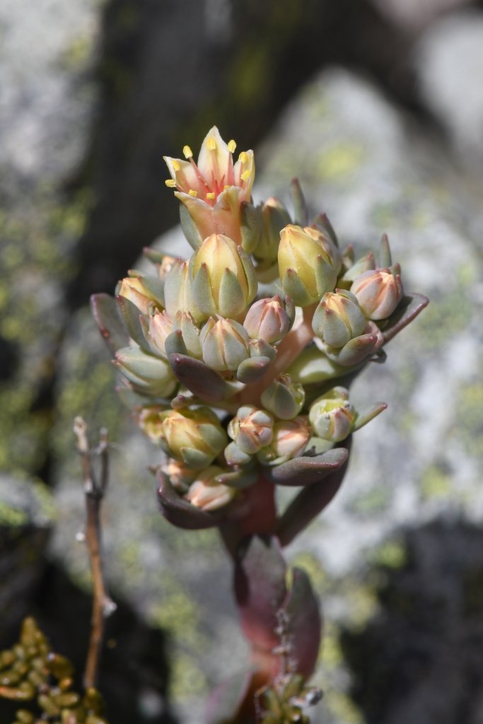 Sedum paradisum ssp. paradisum