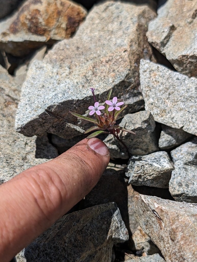 Collomia tracyi