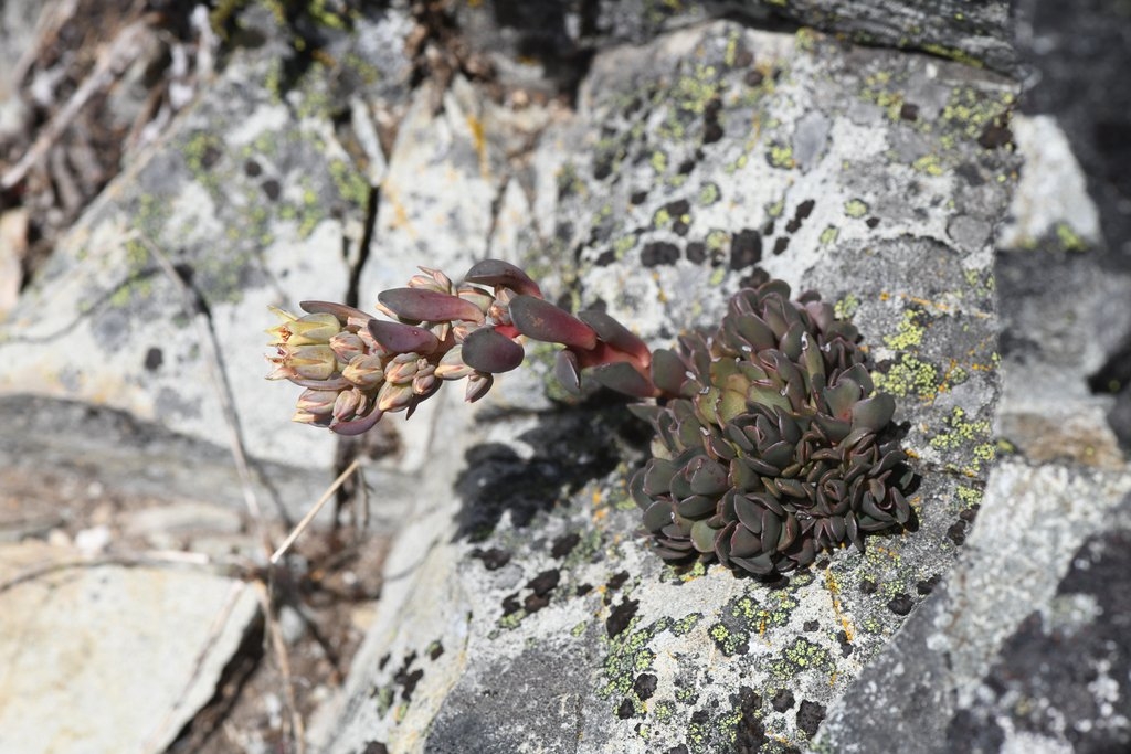 Sedum paradisum ssp. paradisum