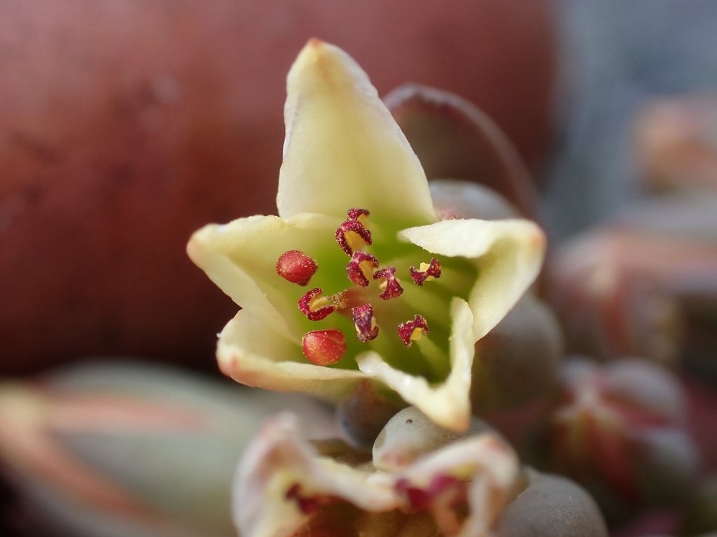 Sedum paradisum ssp. paradisum