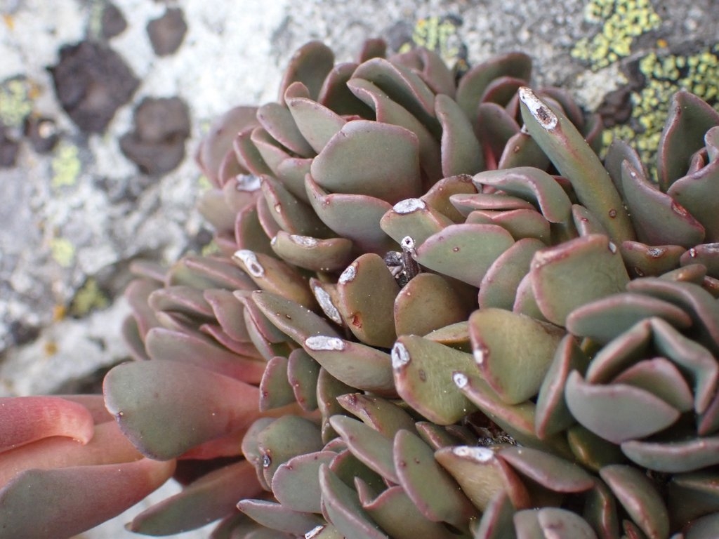 Sedum paradisum ssp. paradisum