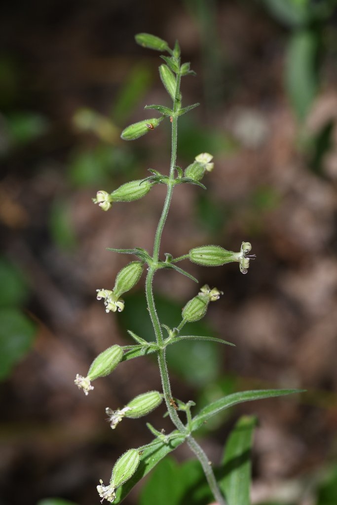 Silene marmorensis