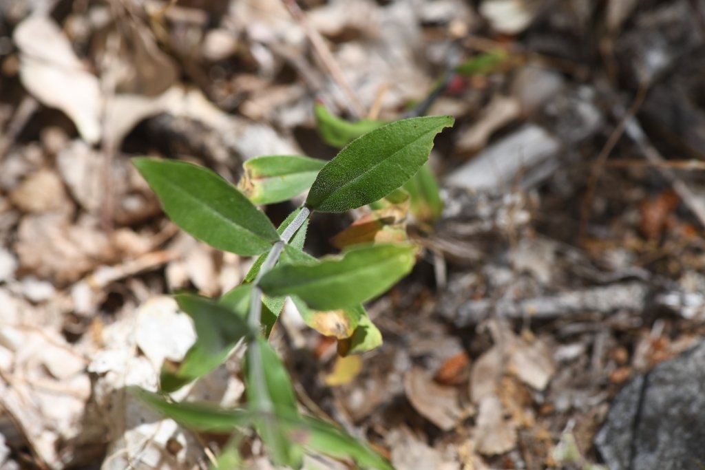 Silene marmorensis