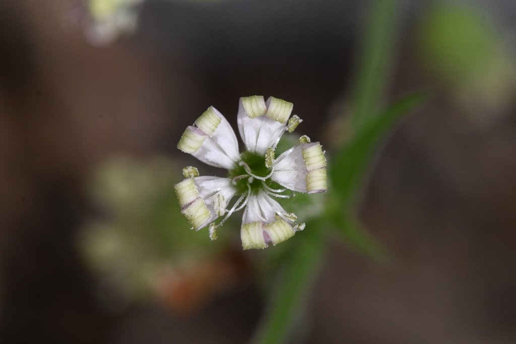 Silene marmorensis