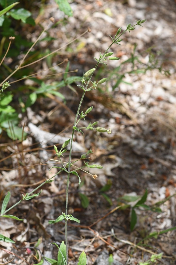 Silene marmorensis