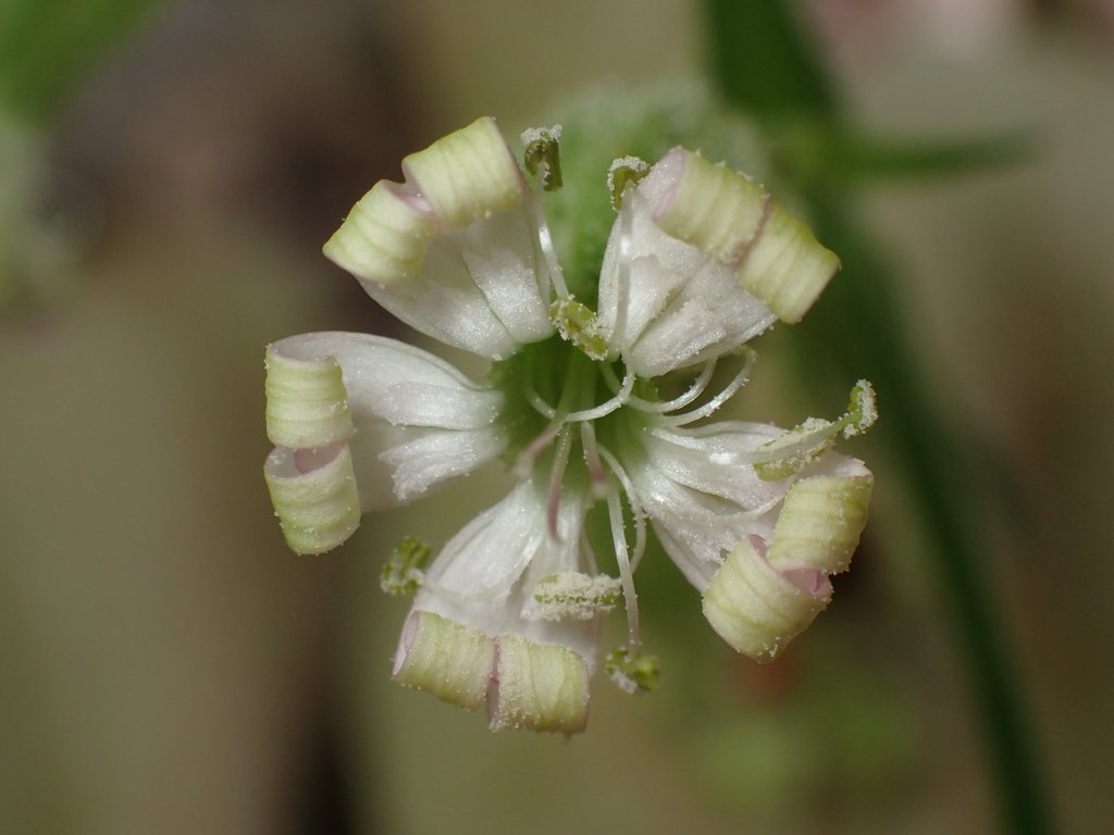 Silene marmorensis