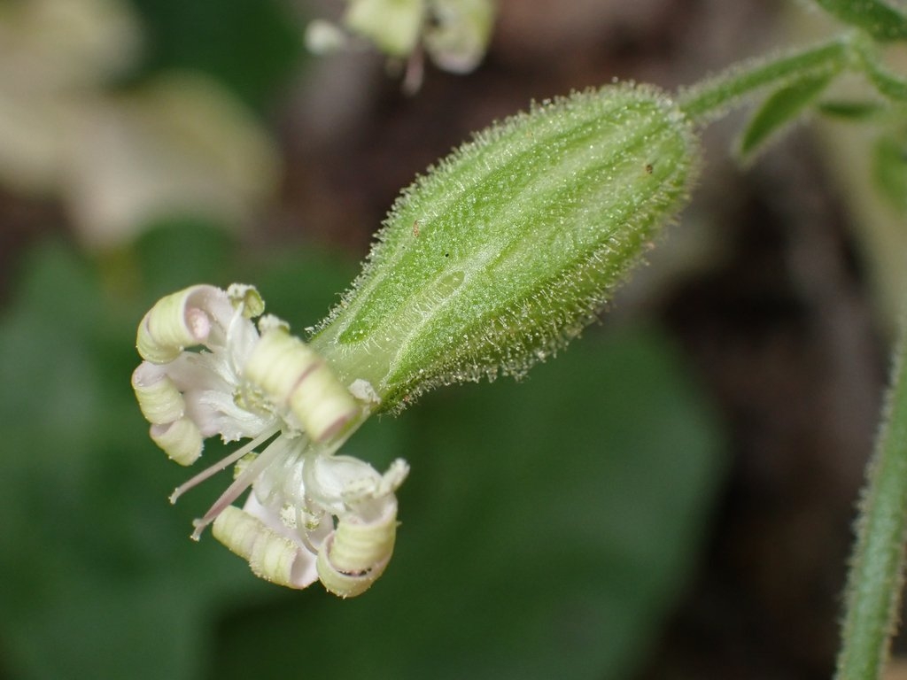 Silene marmorensis