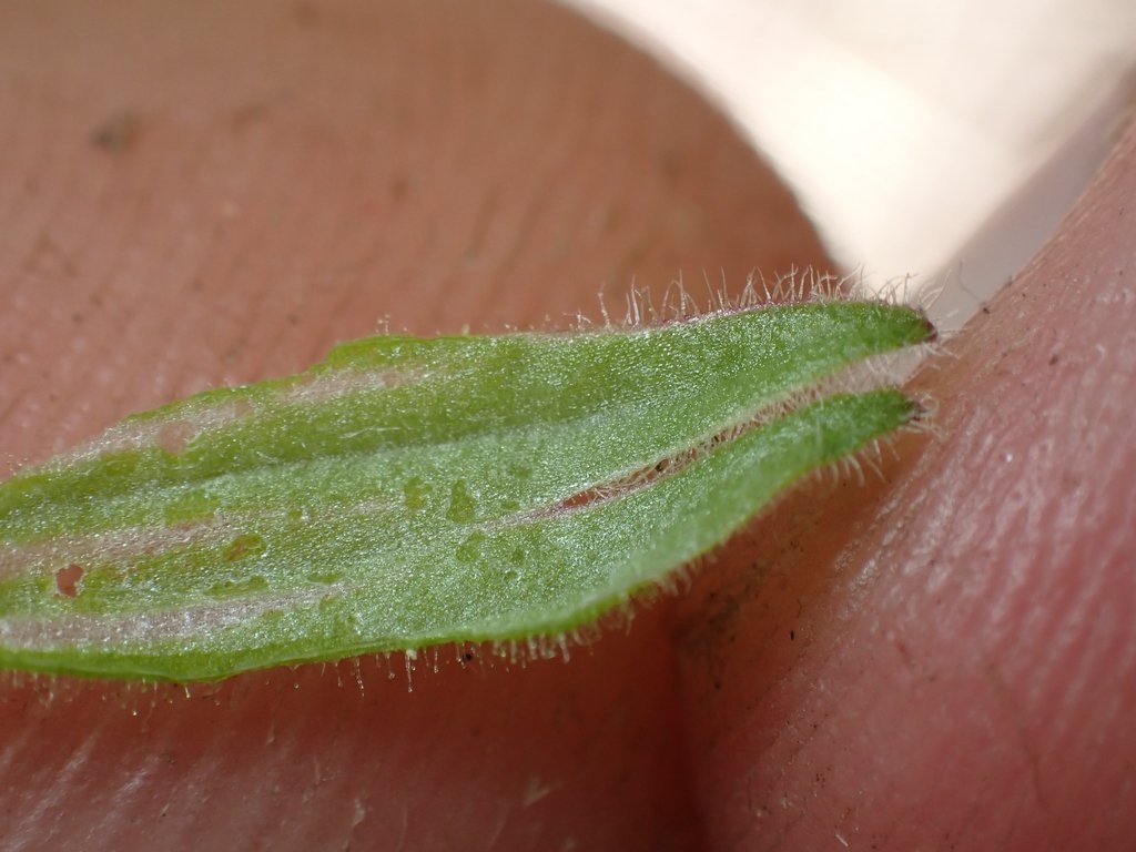 Silene marmorensis