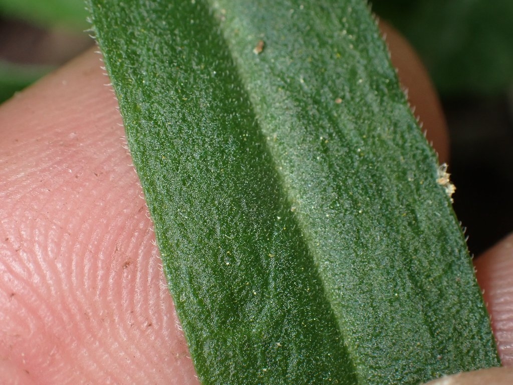 Silene marmorensis