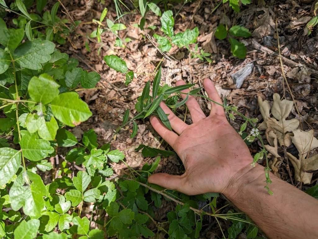 Silene marmorensis