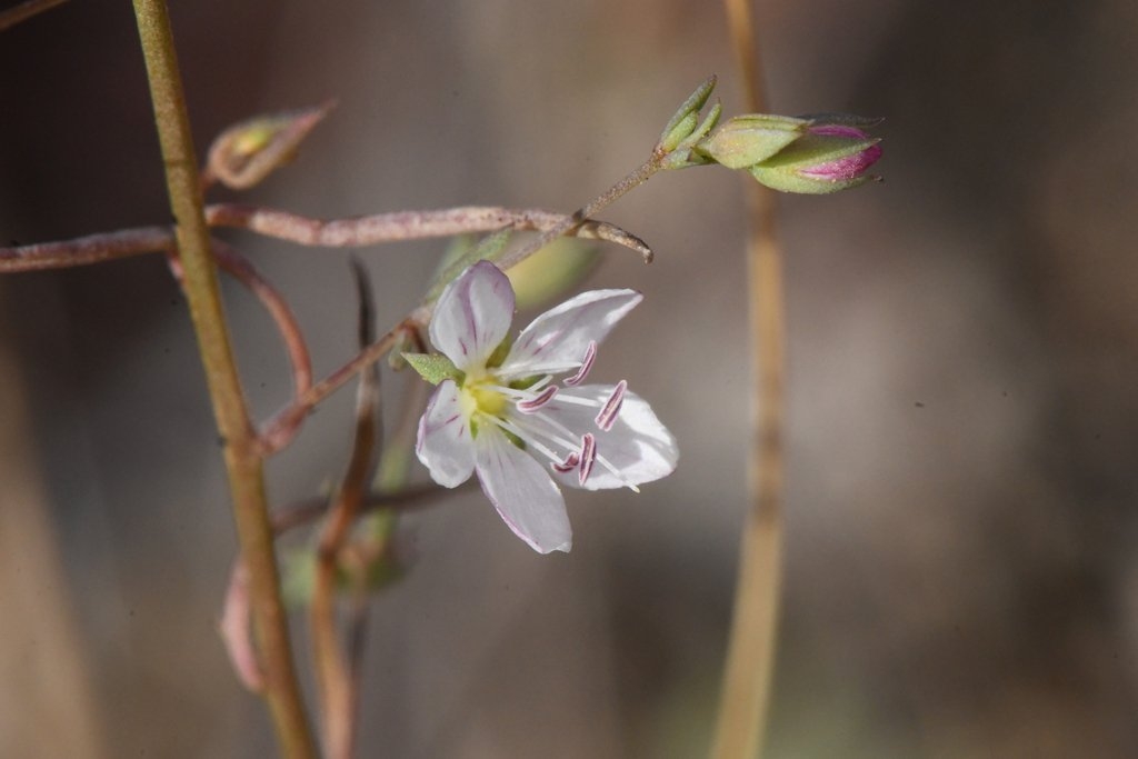 Hesperolinon didymocarpum