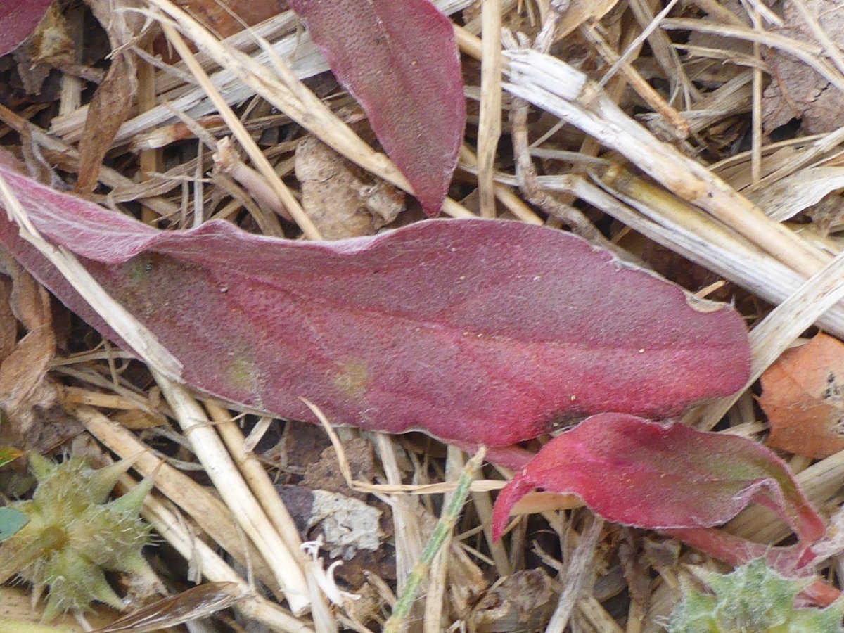 Froelichia gracilis