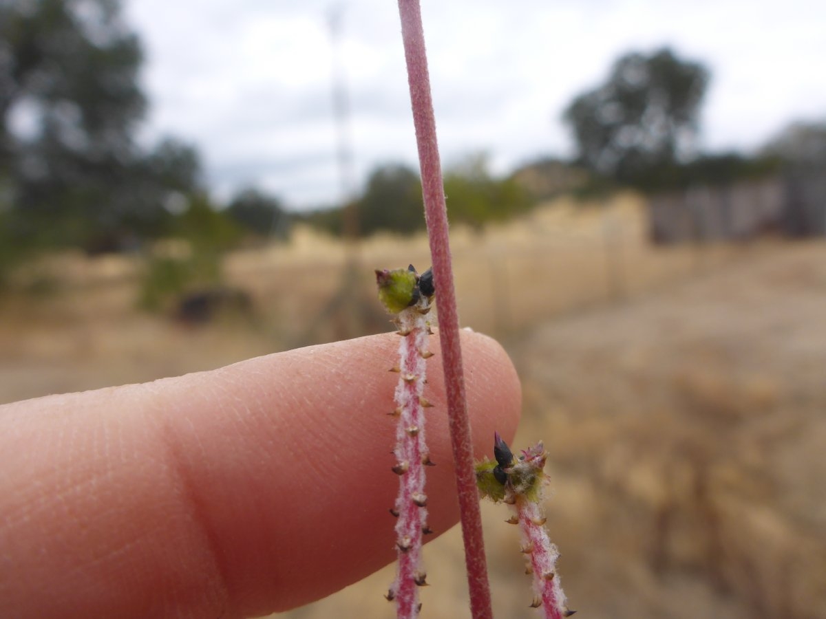 Froelichia gracilis