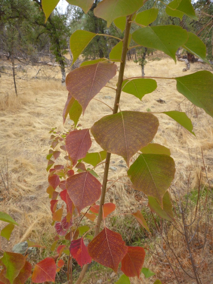 Triadica sebifera