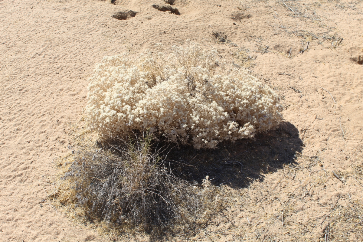 Eriastrum densifolium ssp. mohavense