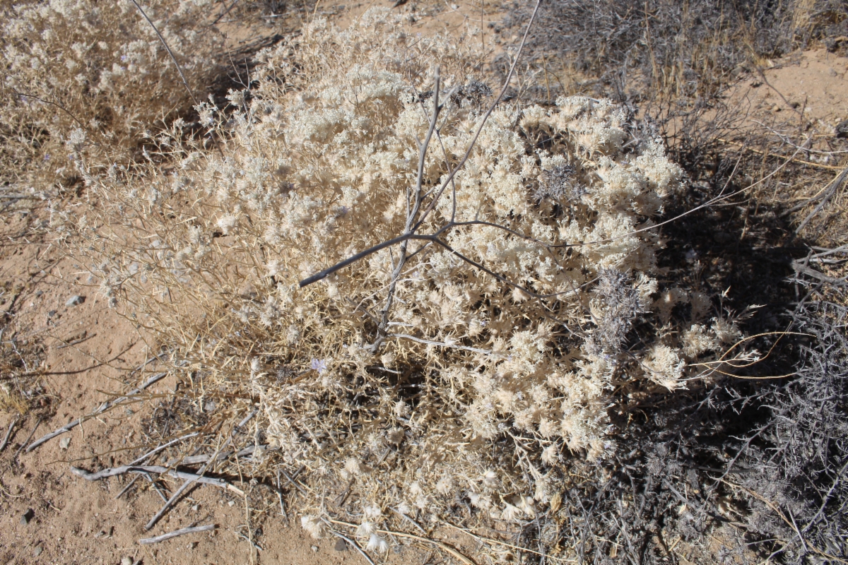 Eriastrum densifolium ssp. mohavense