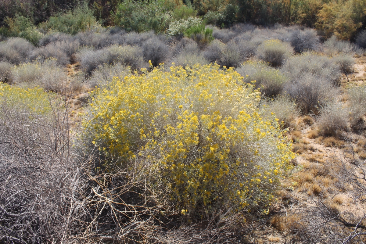 Ericameria nauseosa var. mohavensis