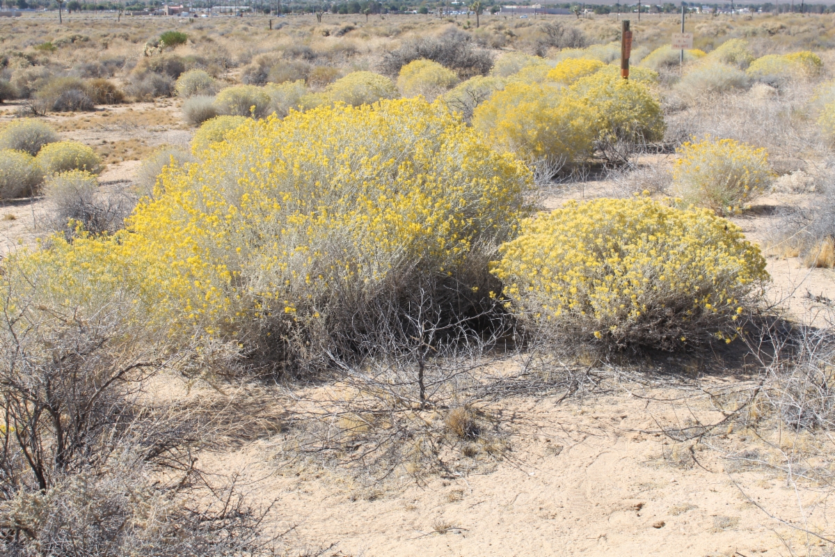 Ericameria nauseosa var. mohavensis