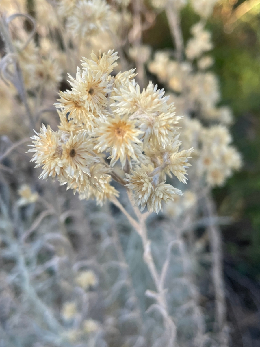 Pseudognaphalium beneolens