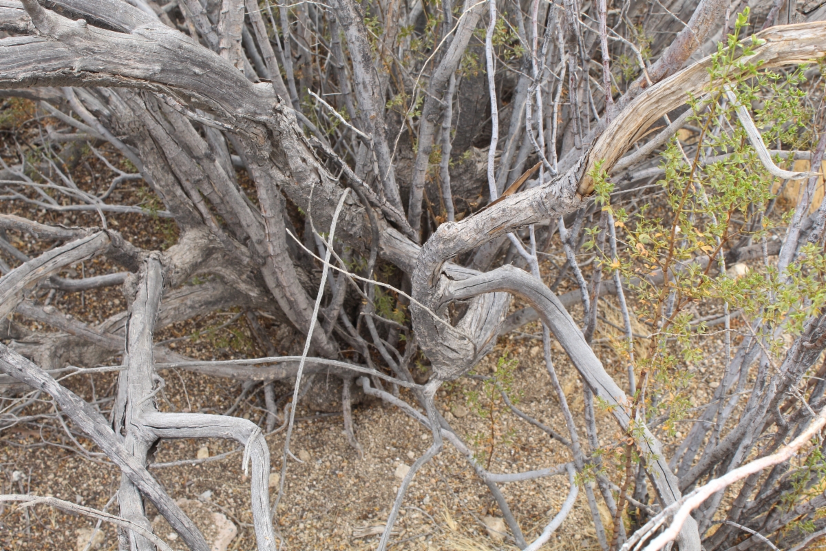 Larrea tridentata