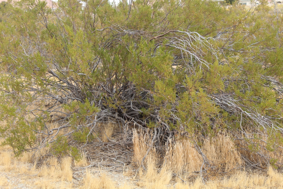 Larrea tridentata