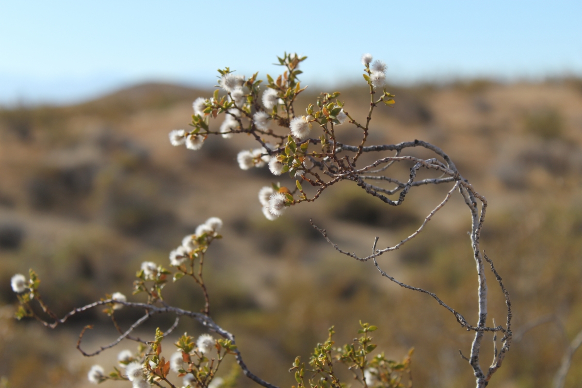 Larrea tridentata