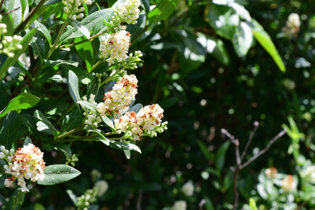 Ligustrum vulgare