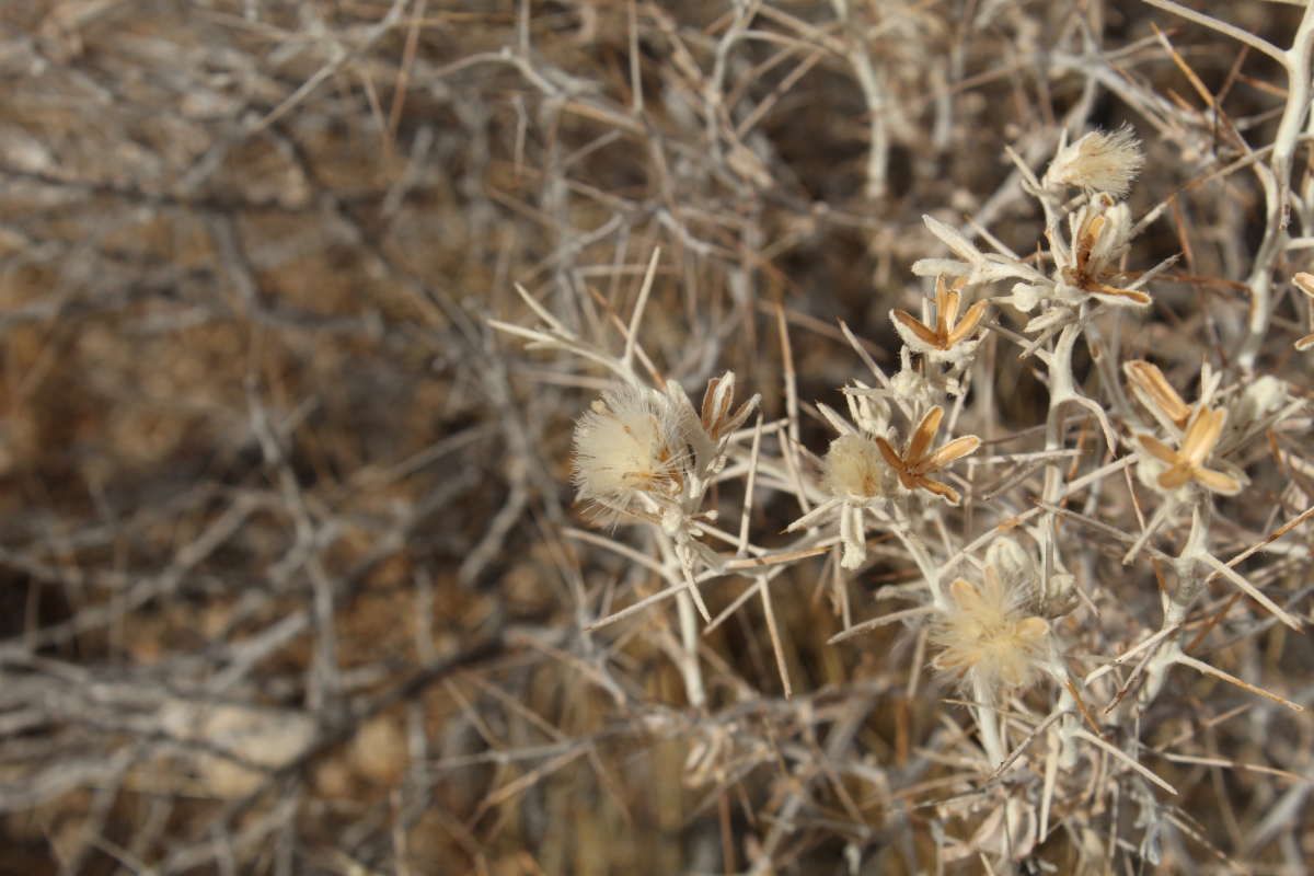 Tetradymia stenolepis