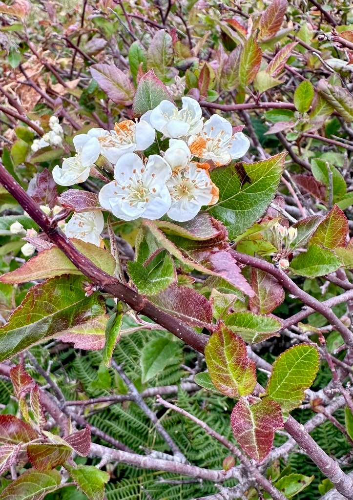 Malus fusca