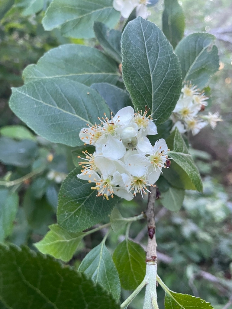 Malus fusca