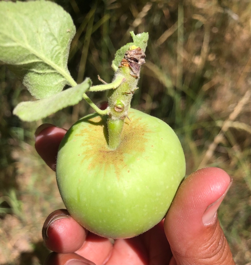 Malus pumila