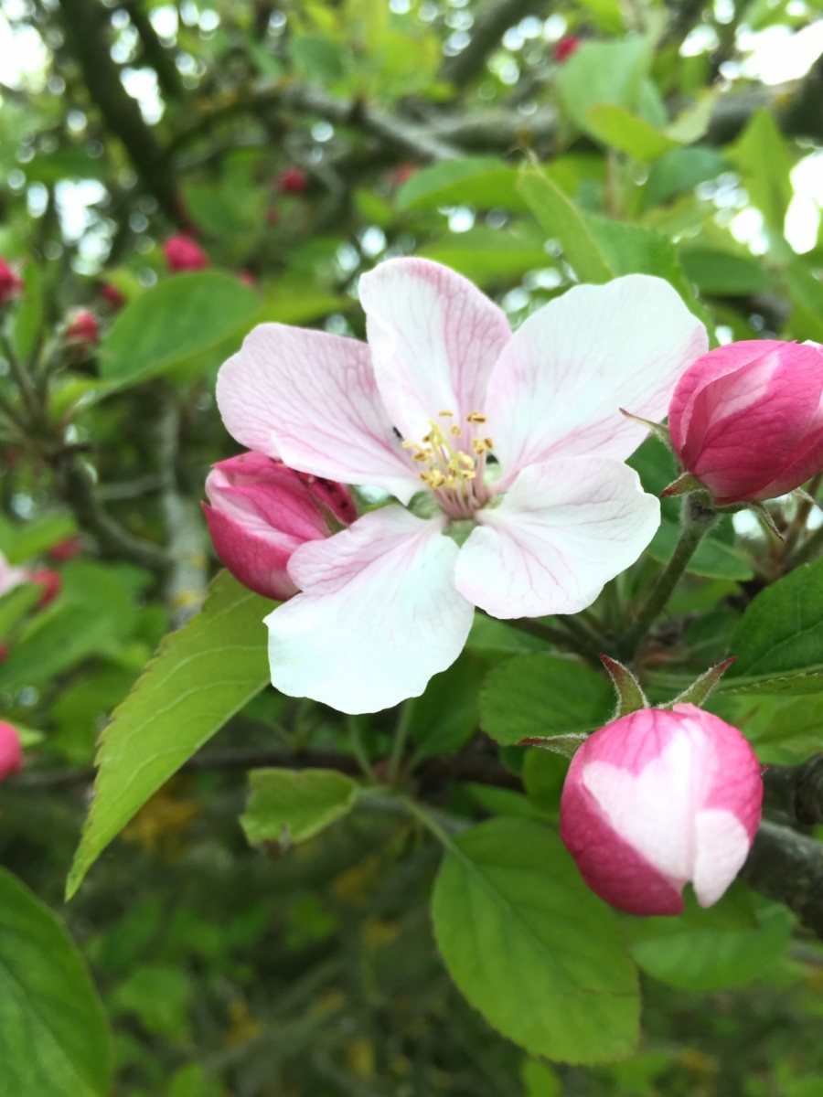 Malus pumila