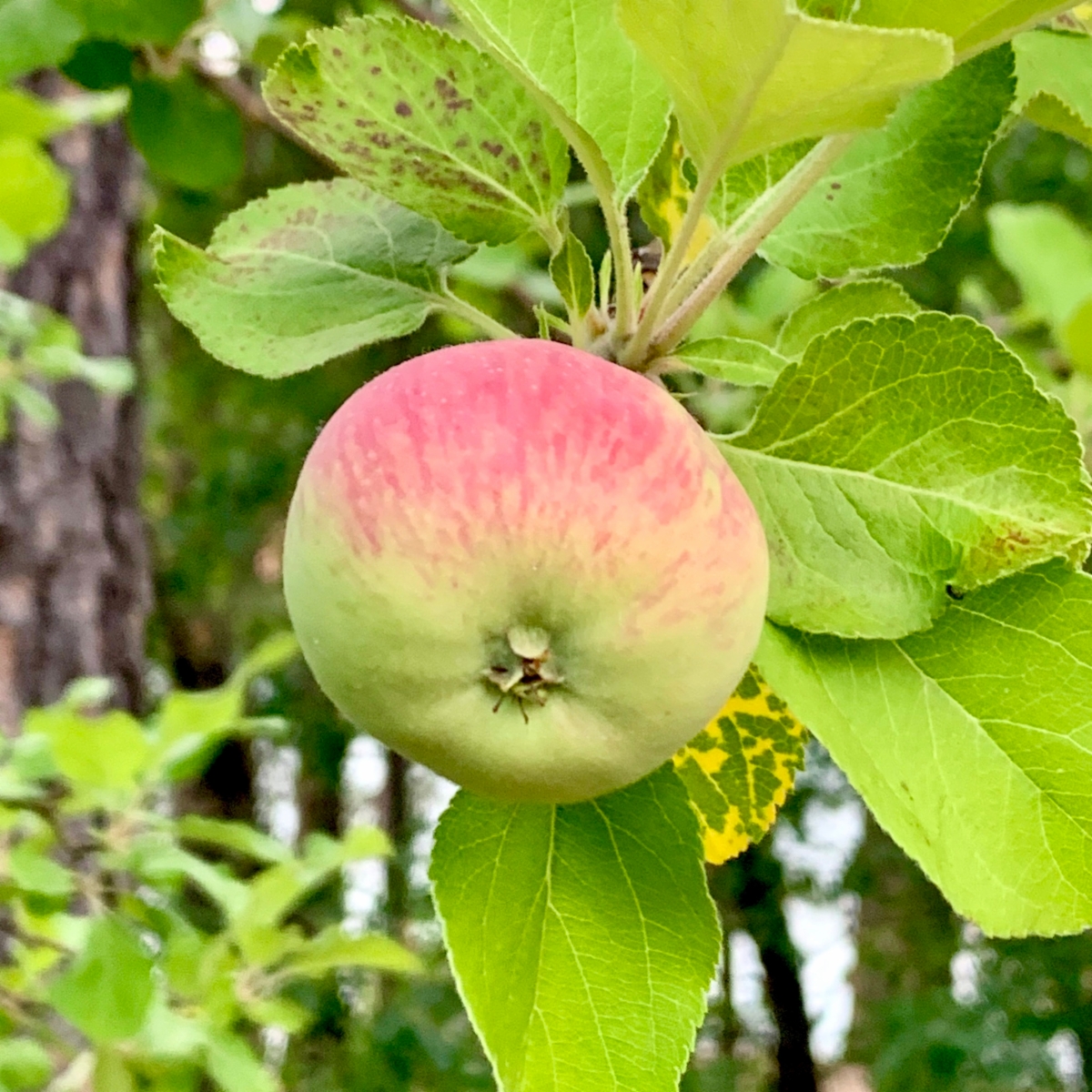 Malus pumila