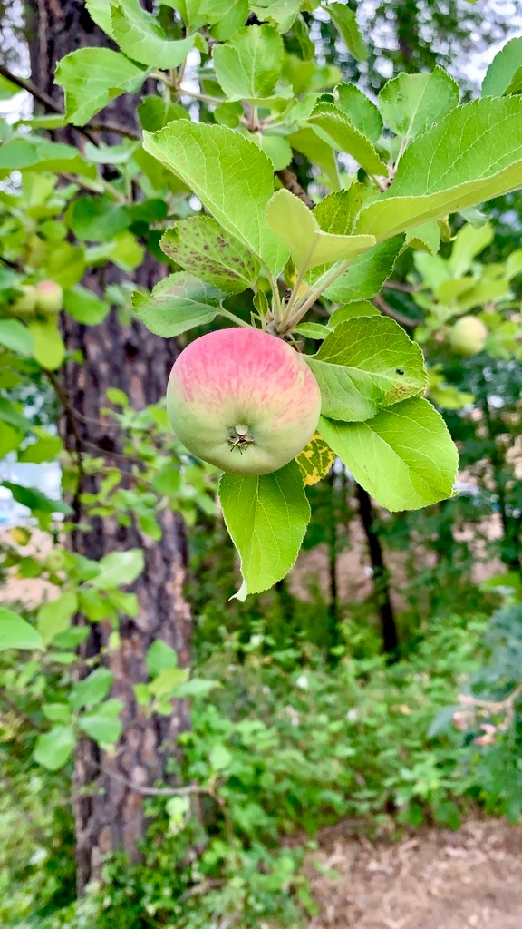 Malus pumila