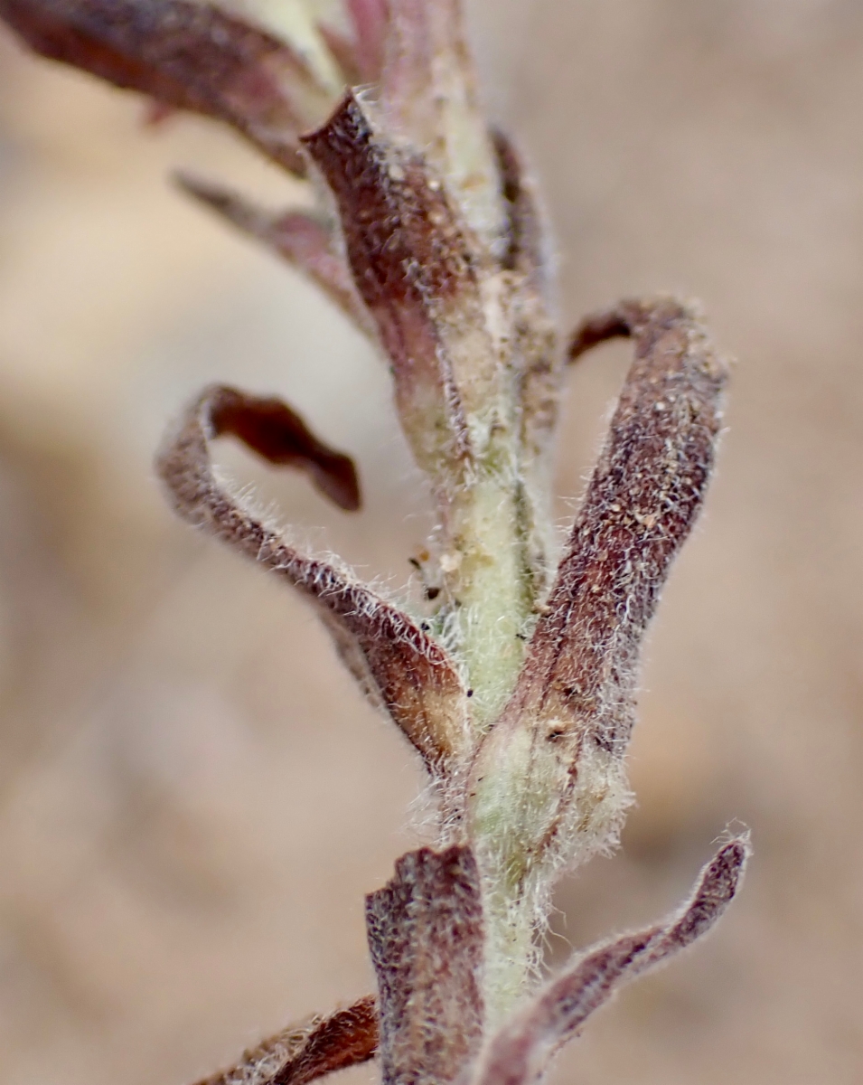 Castilleja cinerea