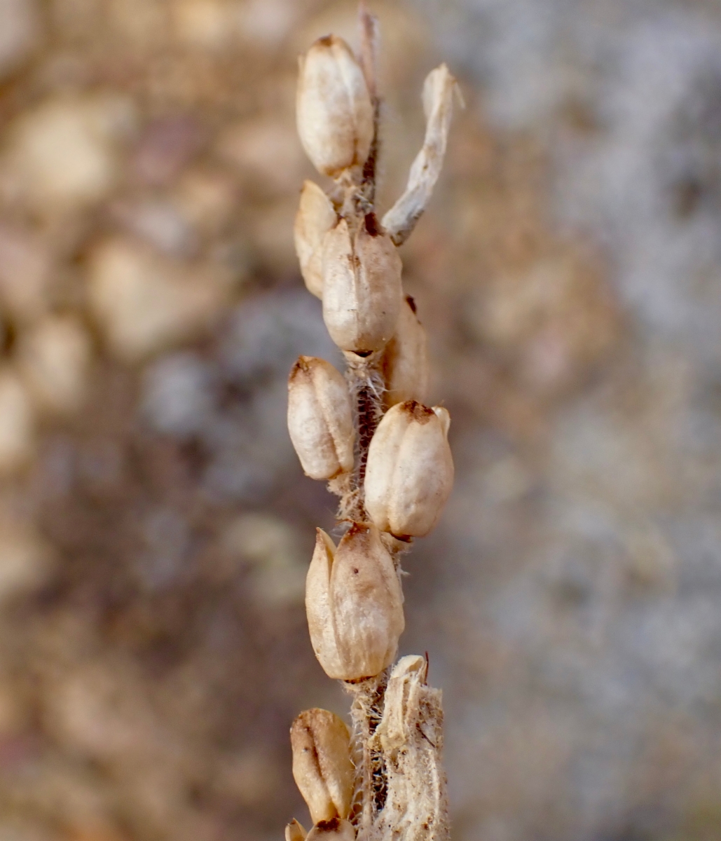 Castilleja cinerea