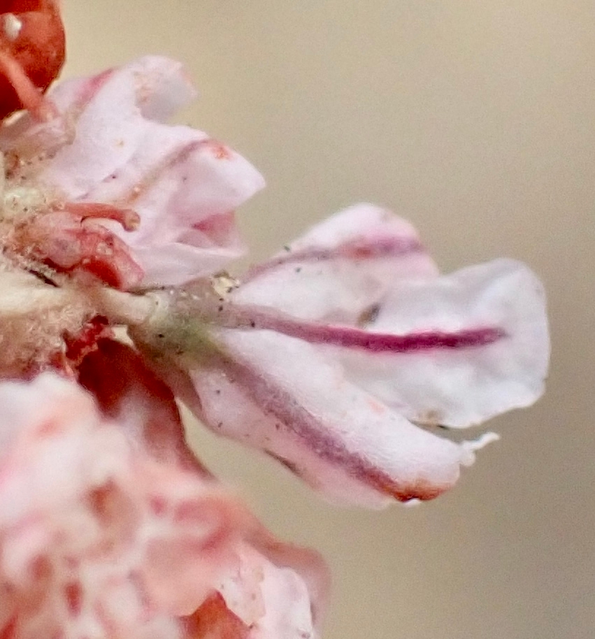 Eriogonum kennedyi var. austromontanum