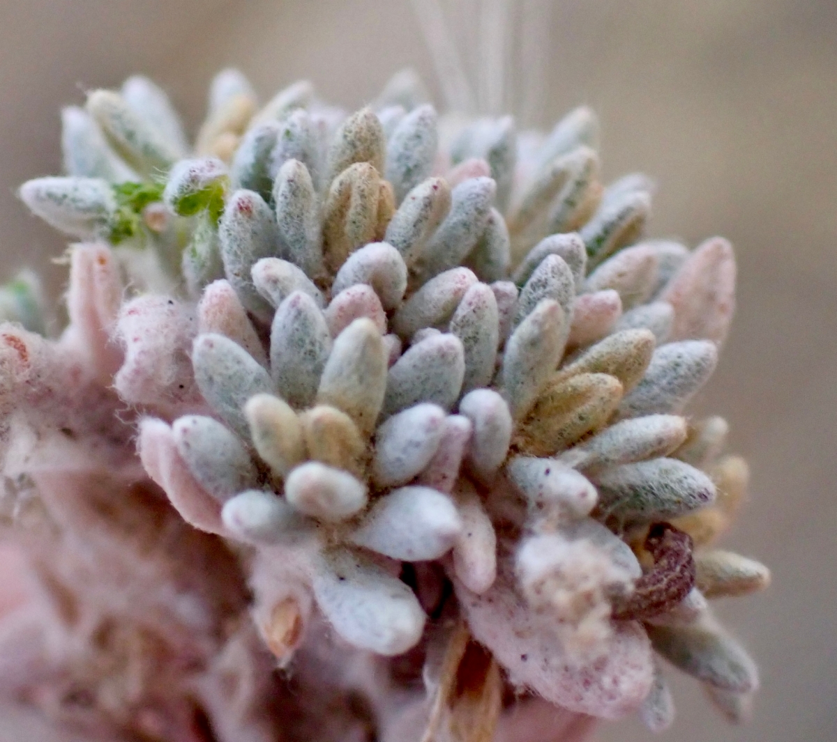 Eriogonum kennedyi var. austromontanum