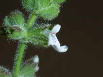 Stachys stricta