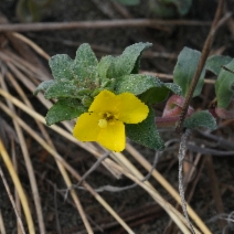 Camissoniopsis cheiranthifolia ssp. cheiranthifolia