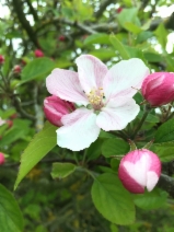 Malus sylvestris