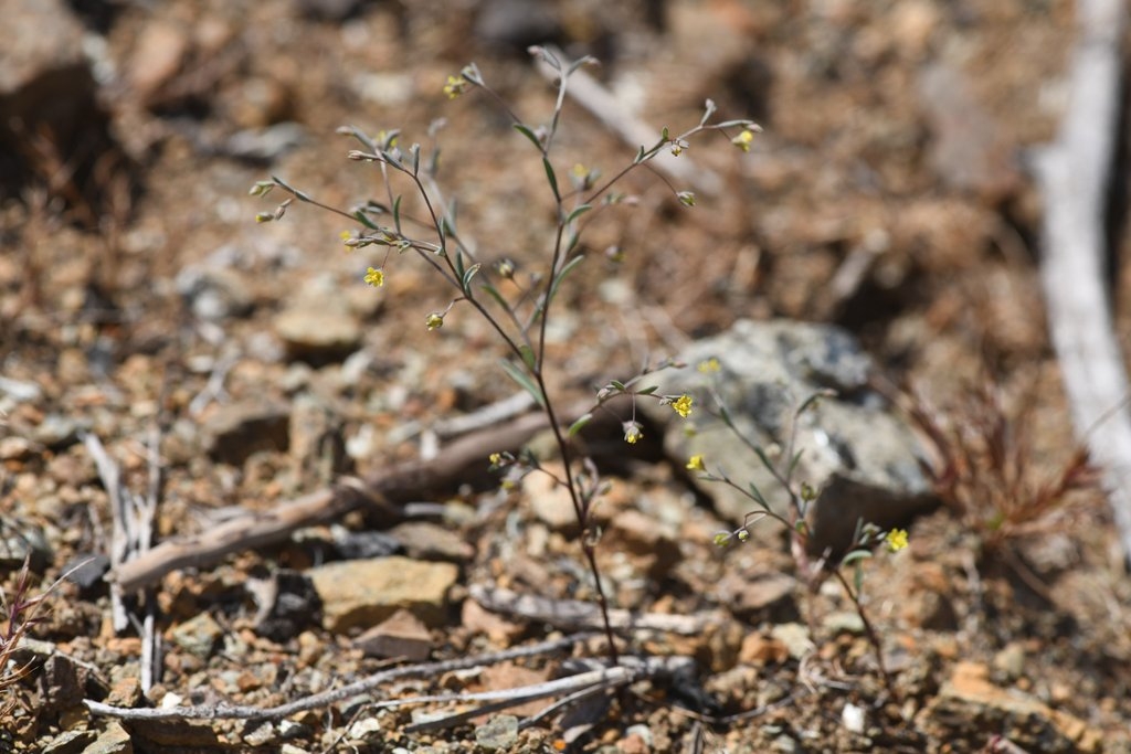 Hesperolinon clevelandii