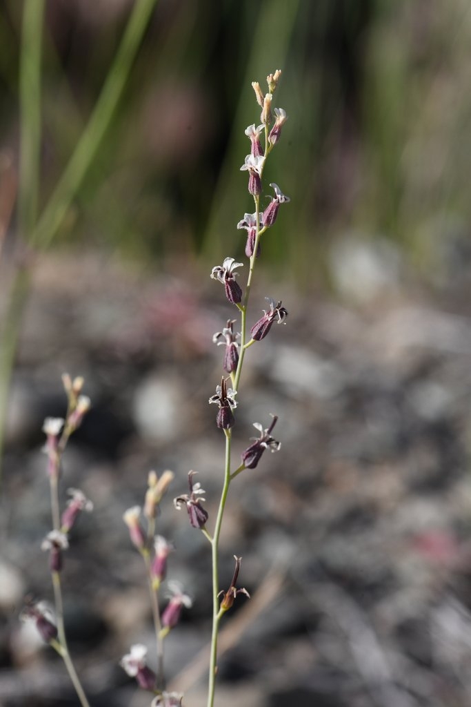 Streptanthus vimineus