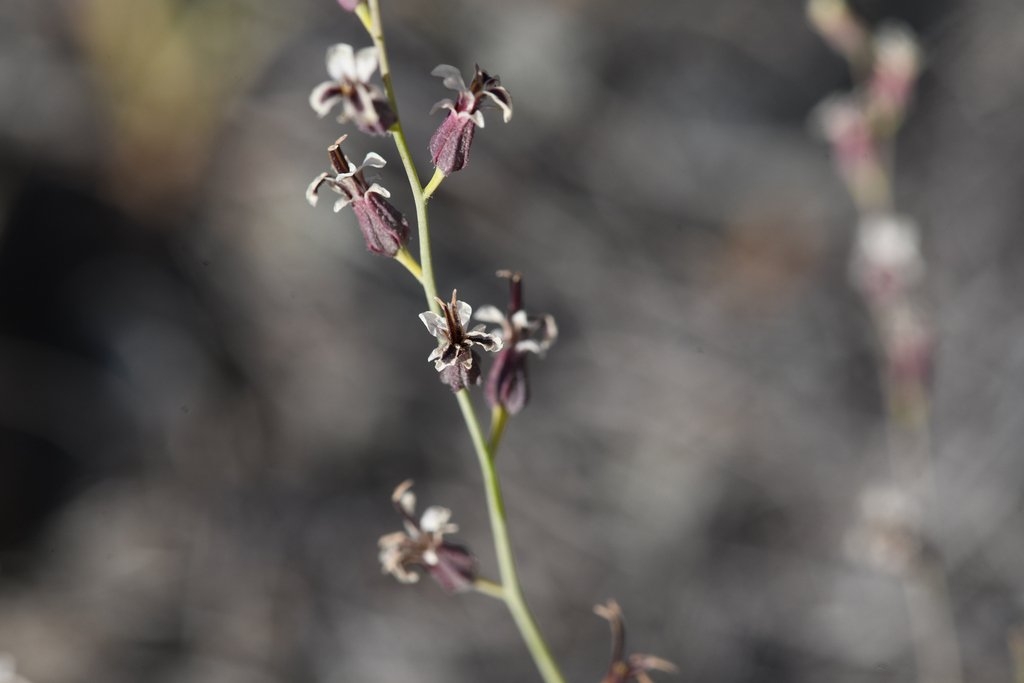 Streptanthus vimineus