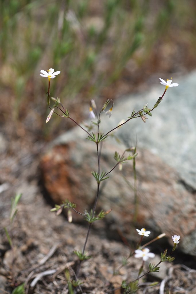 Leptosiphon rattanii