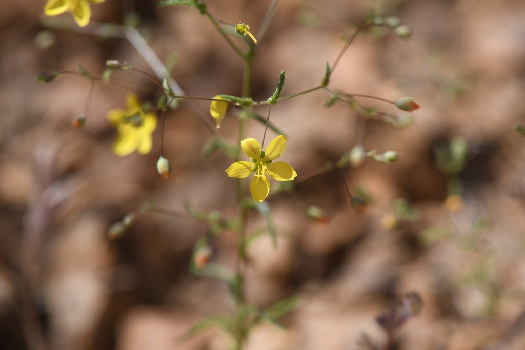 Hesperolinon adenophyllum