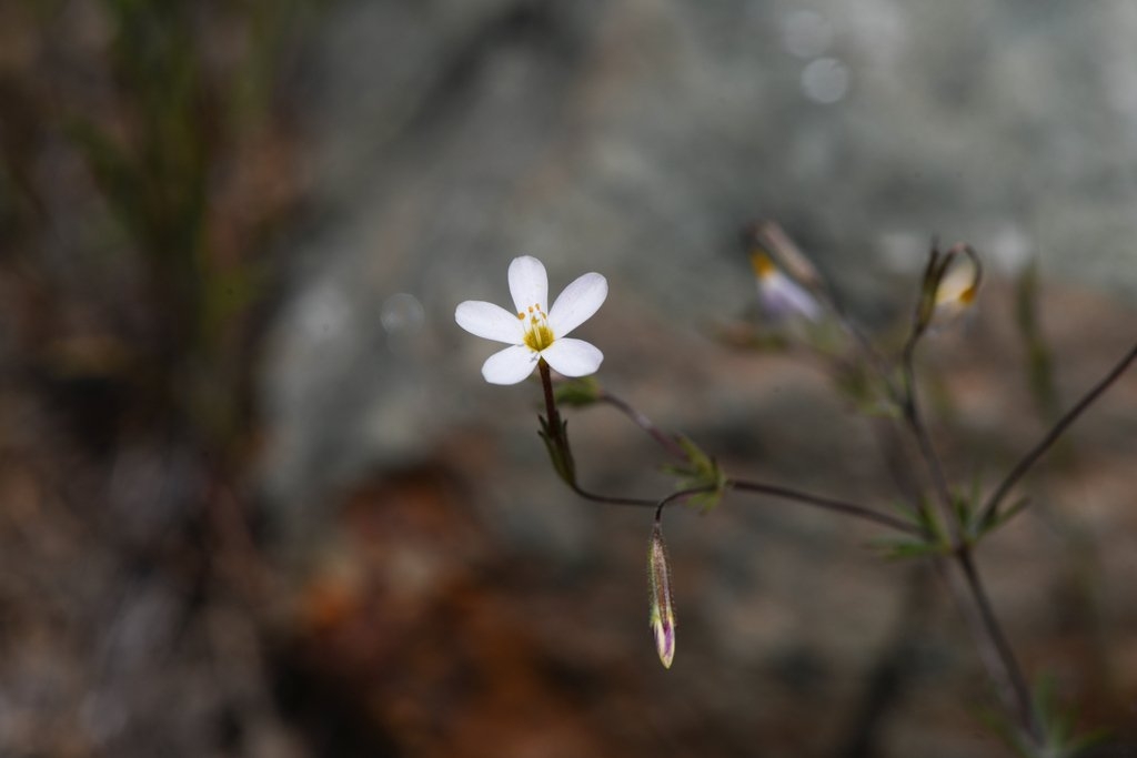 Leptosiphon rattanii